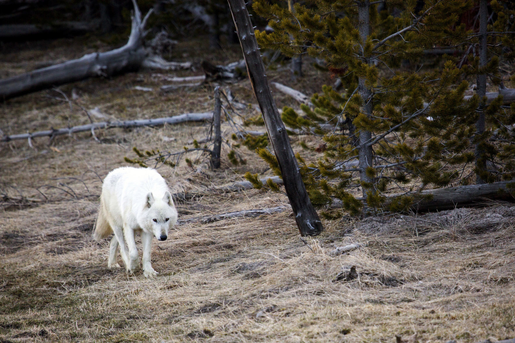 People say you have unusually strong feelings about wolves